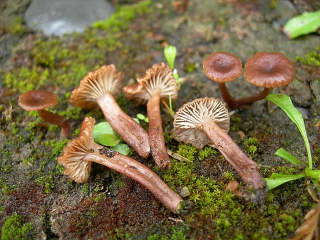 2005 :  Un anno di funghi
